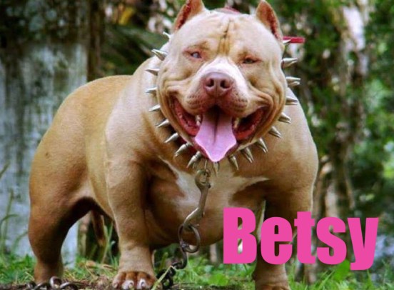 Betsy the bulldog